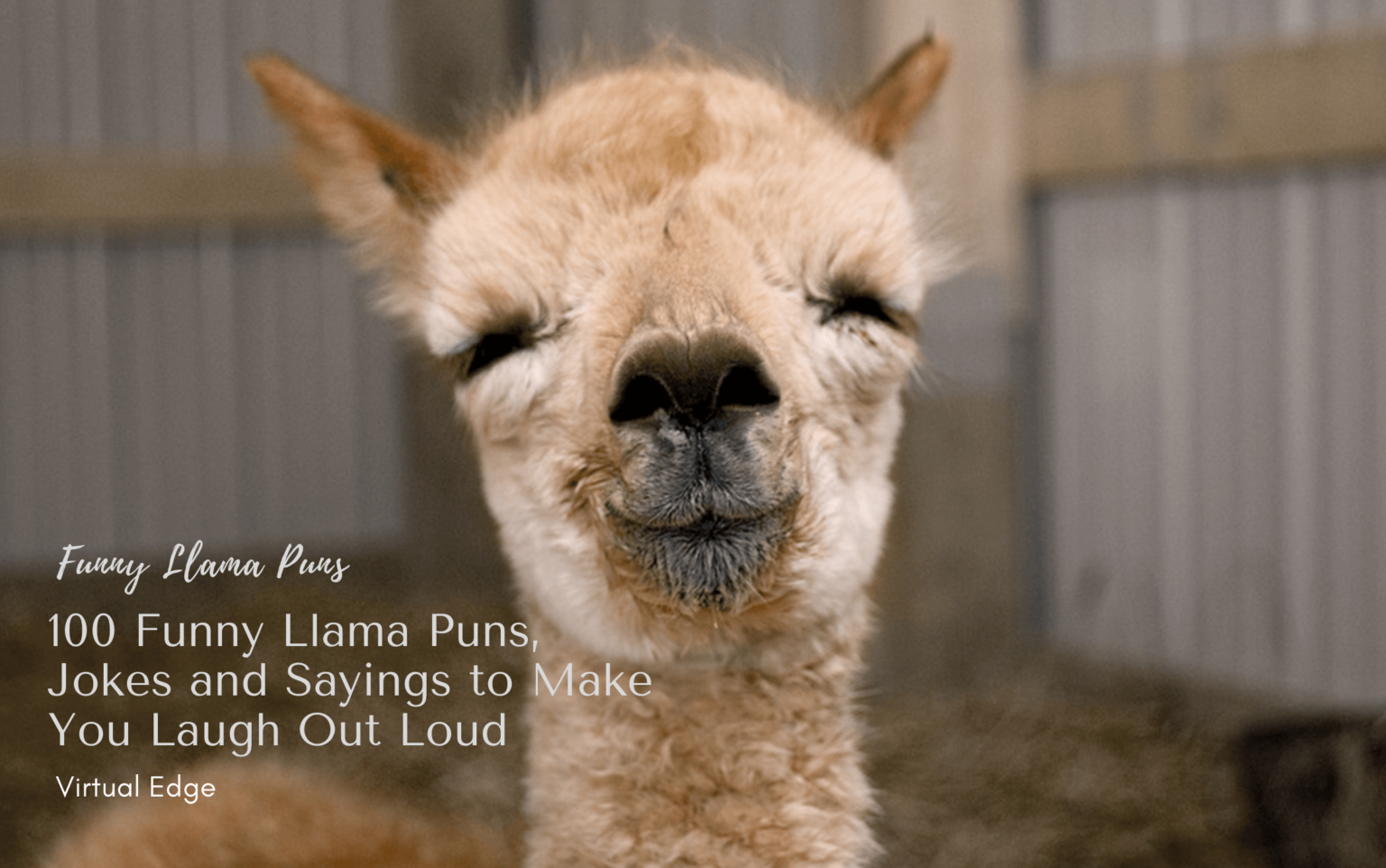 100 Funny Llama Puns, Jokes And Sayings To Make You Laugh Out Loud ...